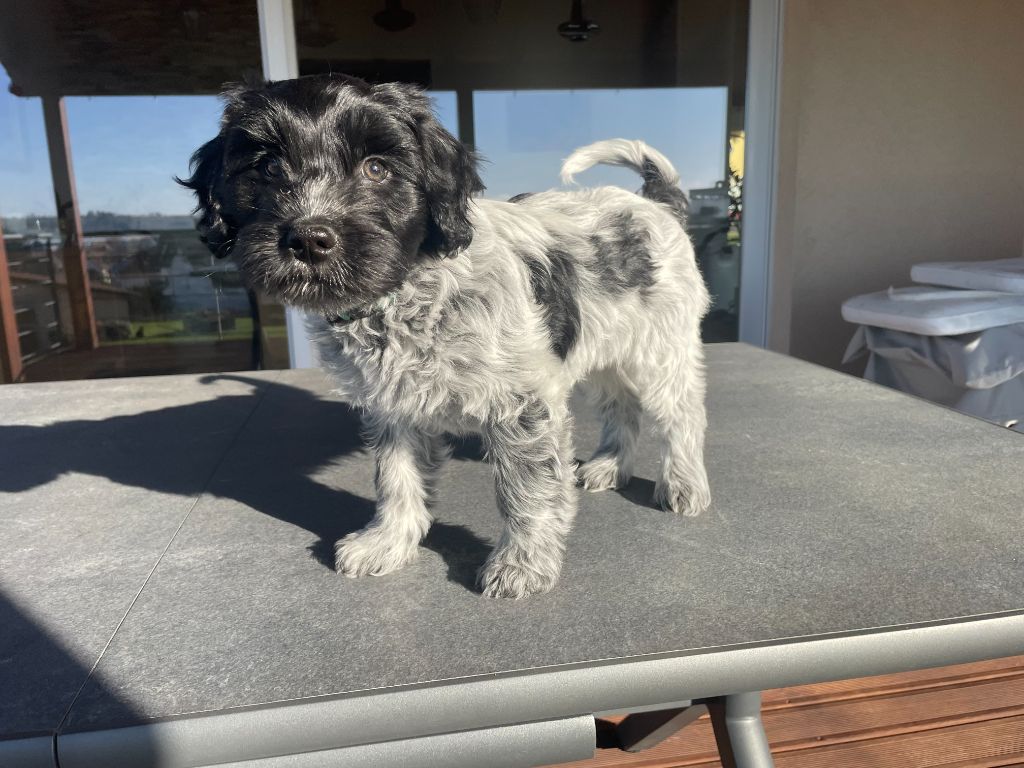 Du Royaume De Fanelia - Chiots disponibles - Schapendoes