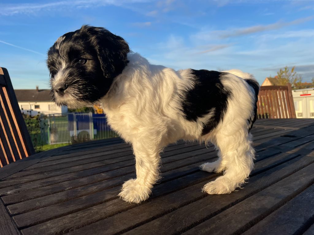 Du Royaume De Fanelia - Chiots disponibles - Schapendoes