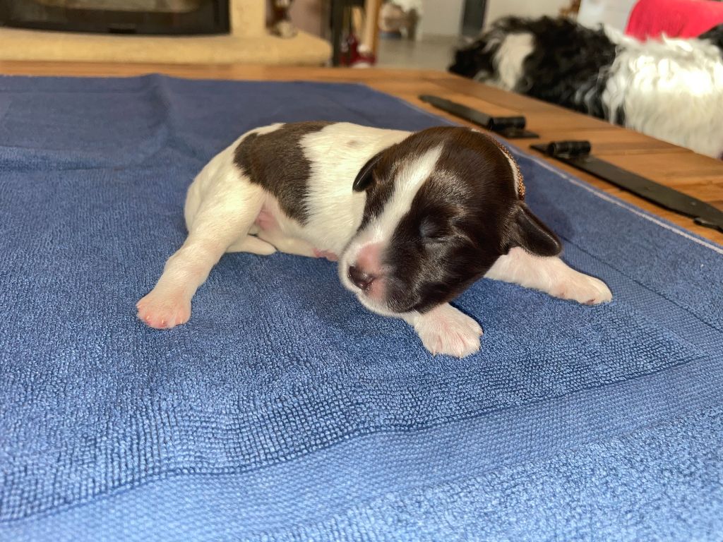 Du Royaume De Fanelia - Chiots disponibles - Schapendoes